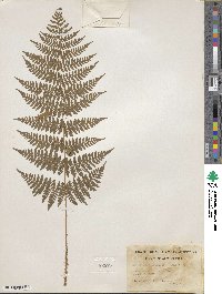 Dryopteris carthusiana image