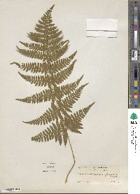 Dryopteris carthusiana image