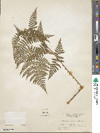 Dryopteris carthusiana image