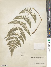 Dryopteris carthusiana image