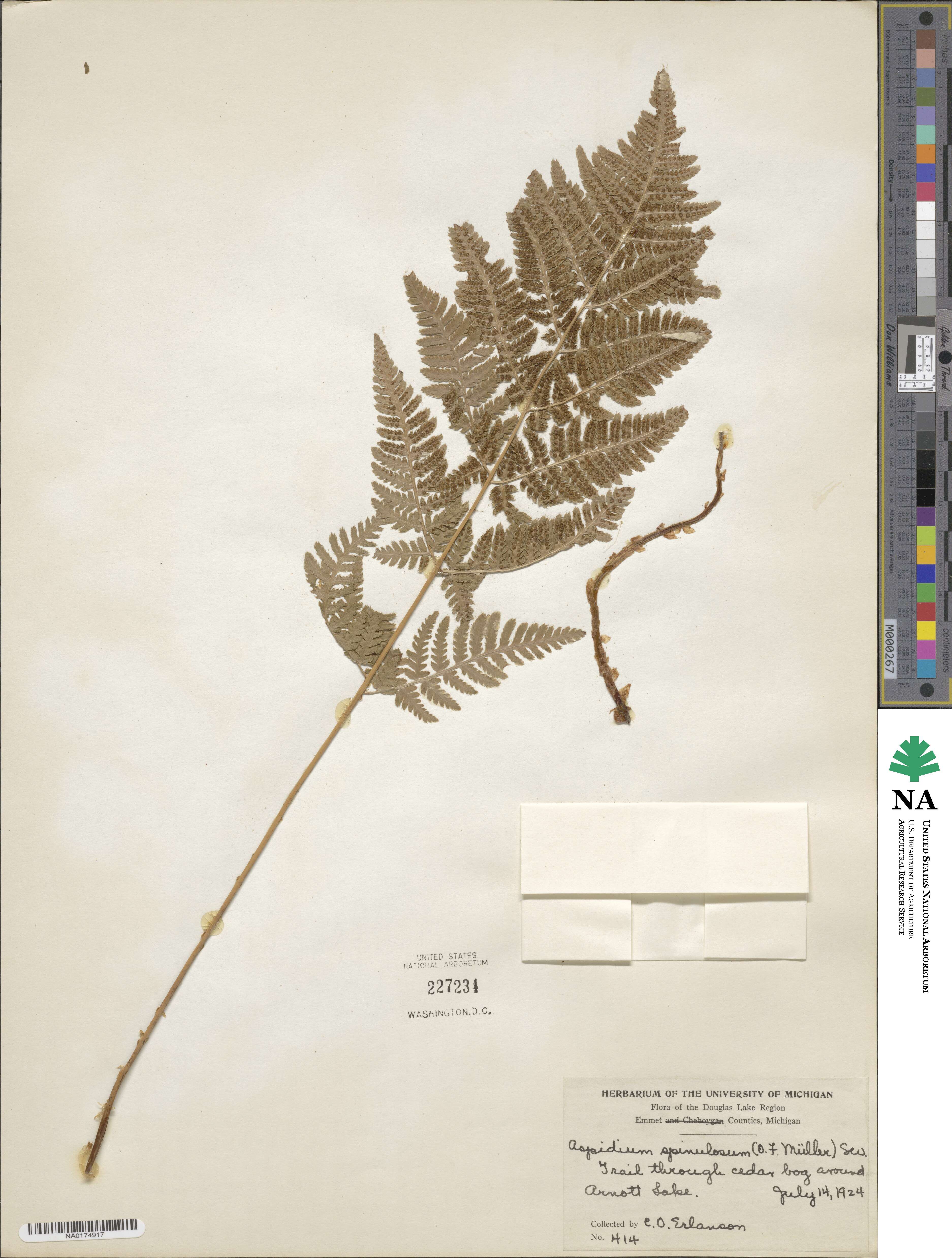 Dryopteris carthusiana image