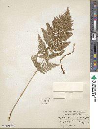 Dryopteris carthusiana image