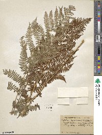 Dryopteris carthusiana image