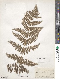 Dryopteris carthusiana image