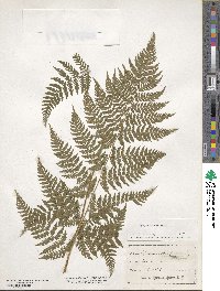 Dryopteris carthusiana image