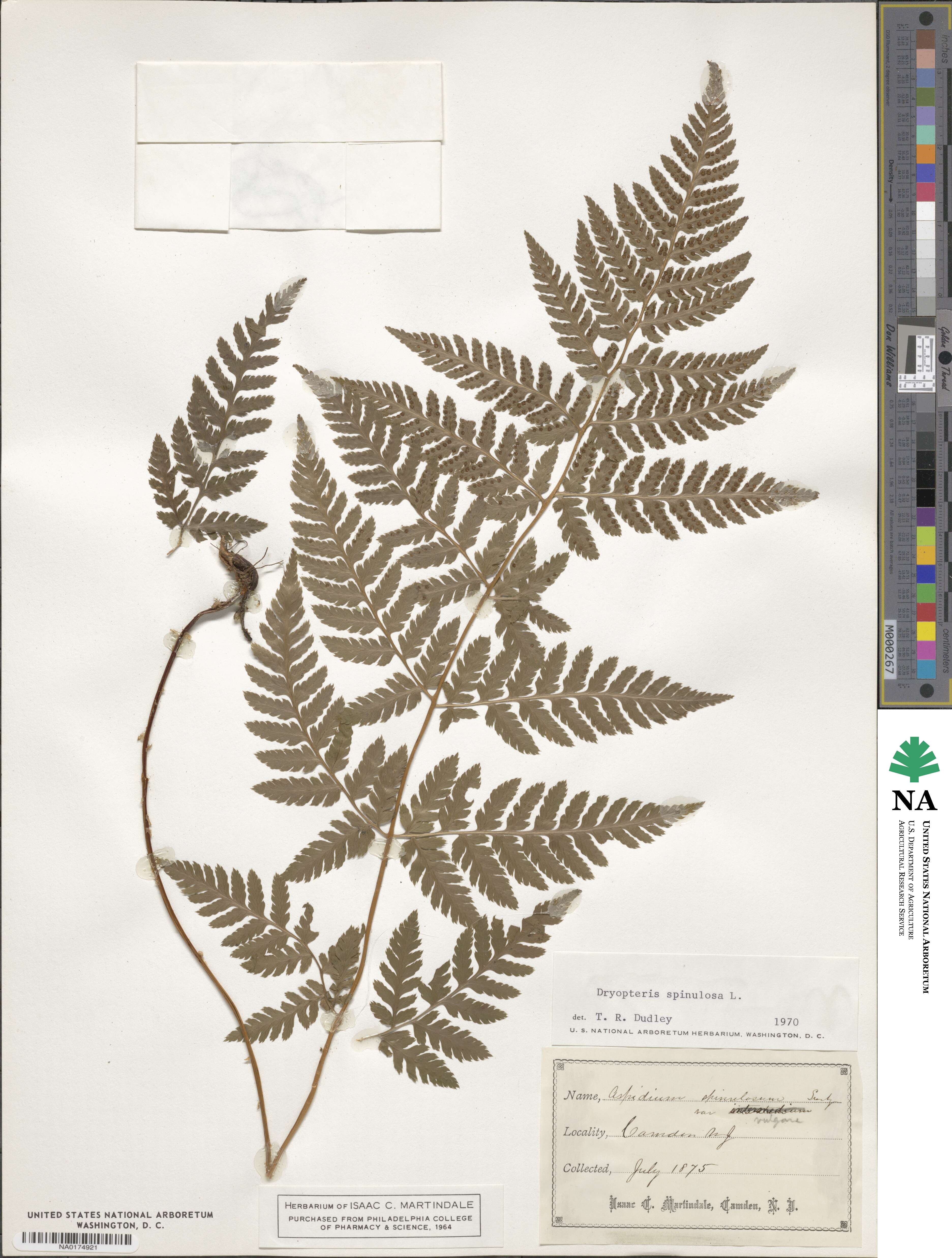 Dryopteris carthusiana image