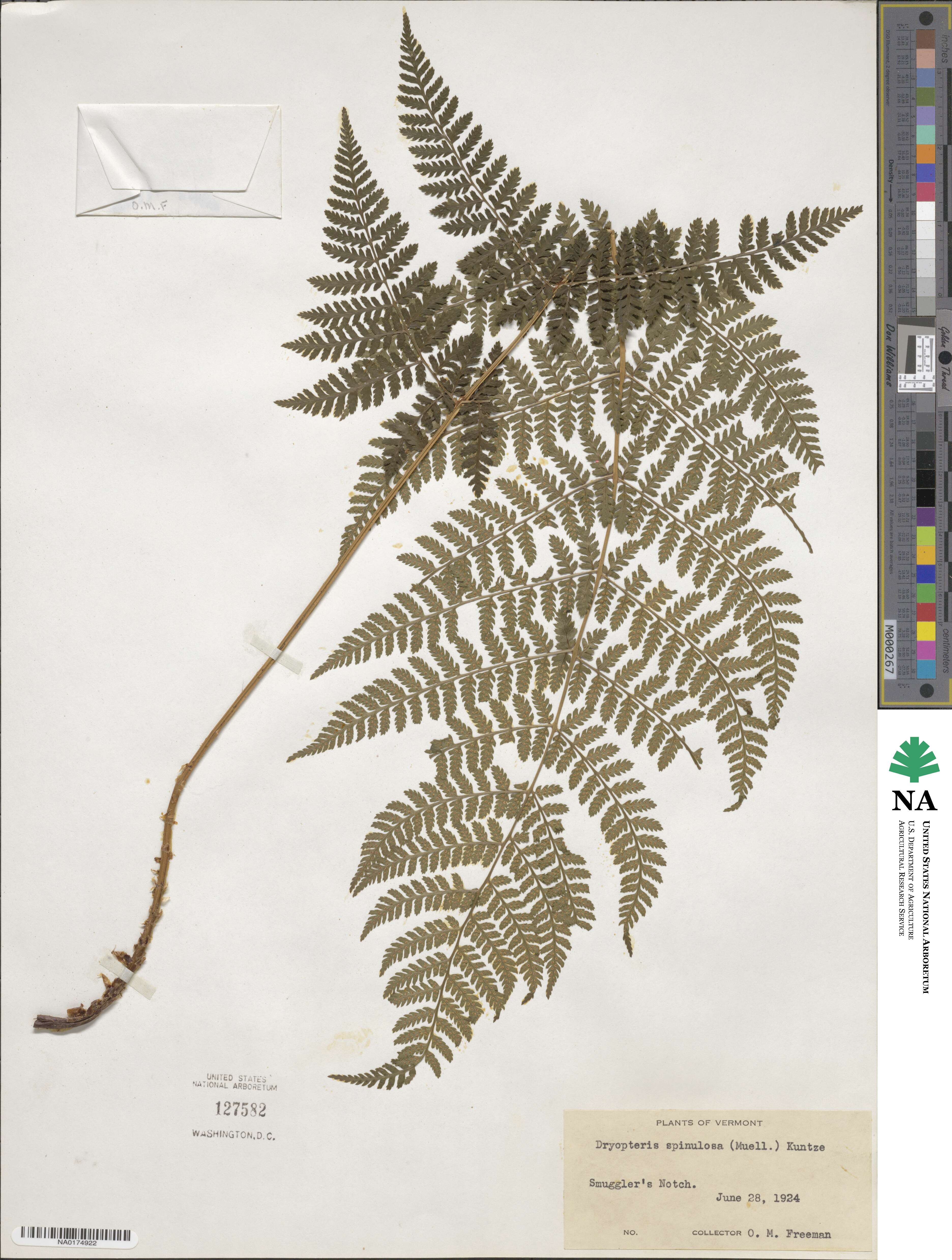 Dryopteris carthusiana image