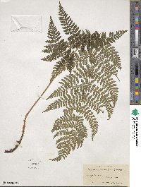 Dryopteris carthusiana image