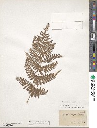 Dryopteris carthusiana image