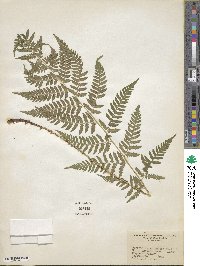 Dryopteris carthusiana image