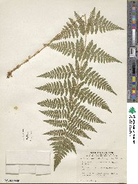 Dryopteris carthusiana image