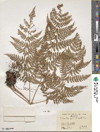 Dryopteris carthusiana image