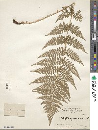 Dryopteris carthusiana image