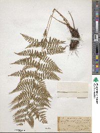 Dryopteris carthusiana image