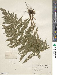 Dryopteris carthusiana image