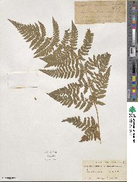 Dryopteris carthusiana image