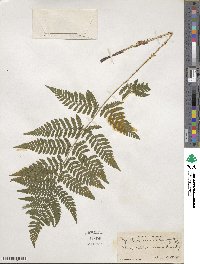 Dryopteris carthusiana image