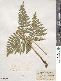 Dryopteris carthusiana image