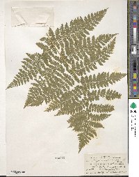 Dryopteris carthusiana image