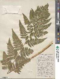 Dryopteris carthusiana image