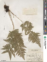 Dryopteris carthusiana image