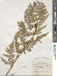 Dryopteris carthusiana image