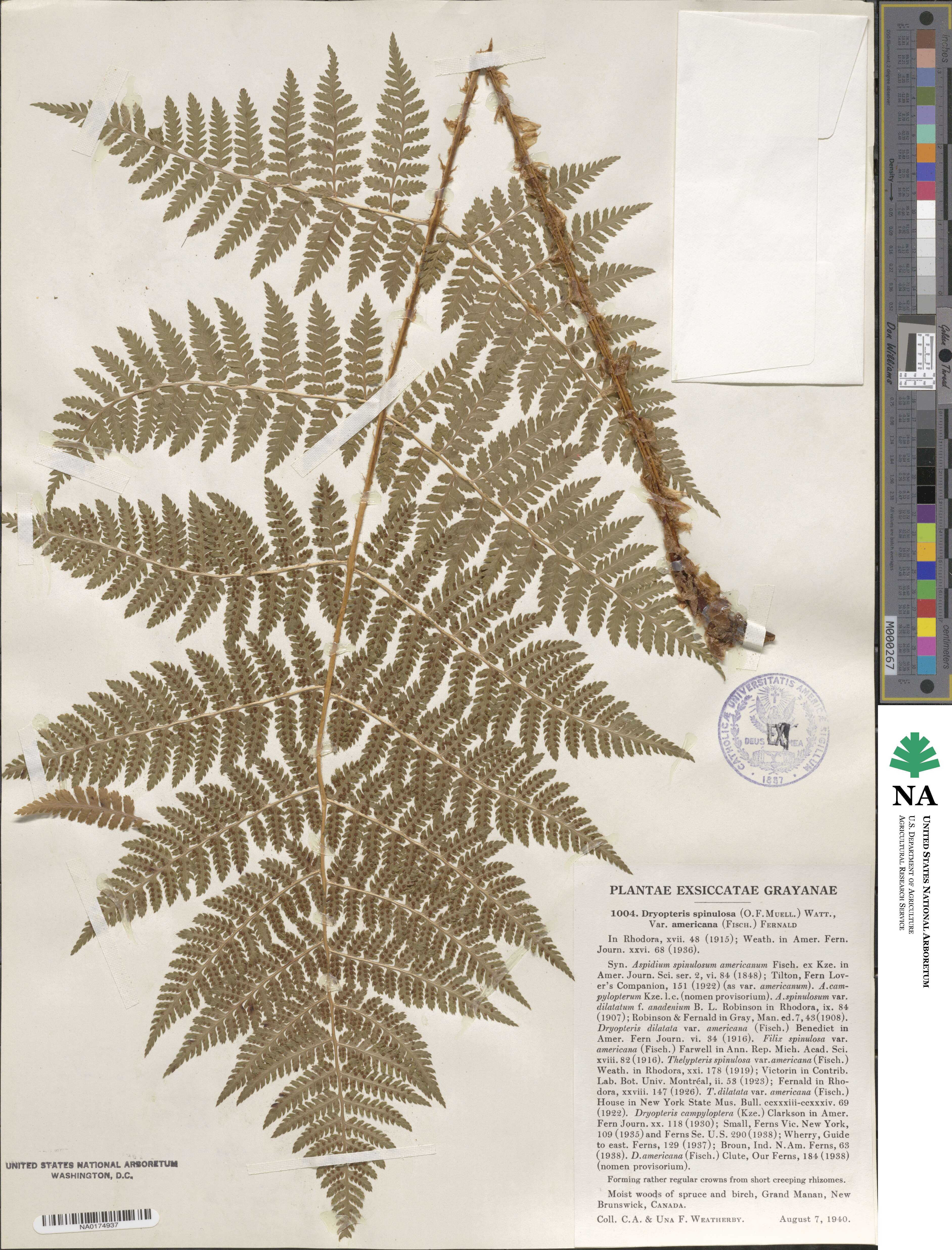 Dryopteris campyloptera image