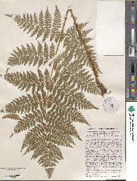 Dryopteris campyloptera image