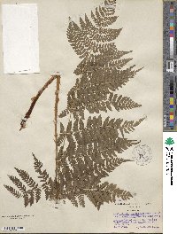 Dryopteris campyloptera image