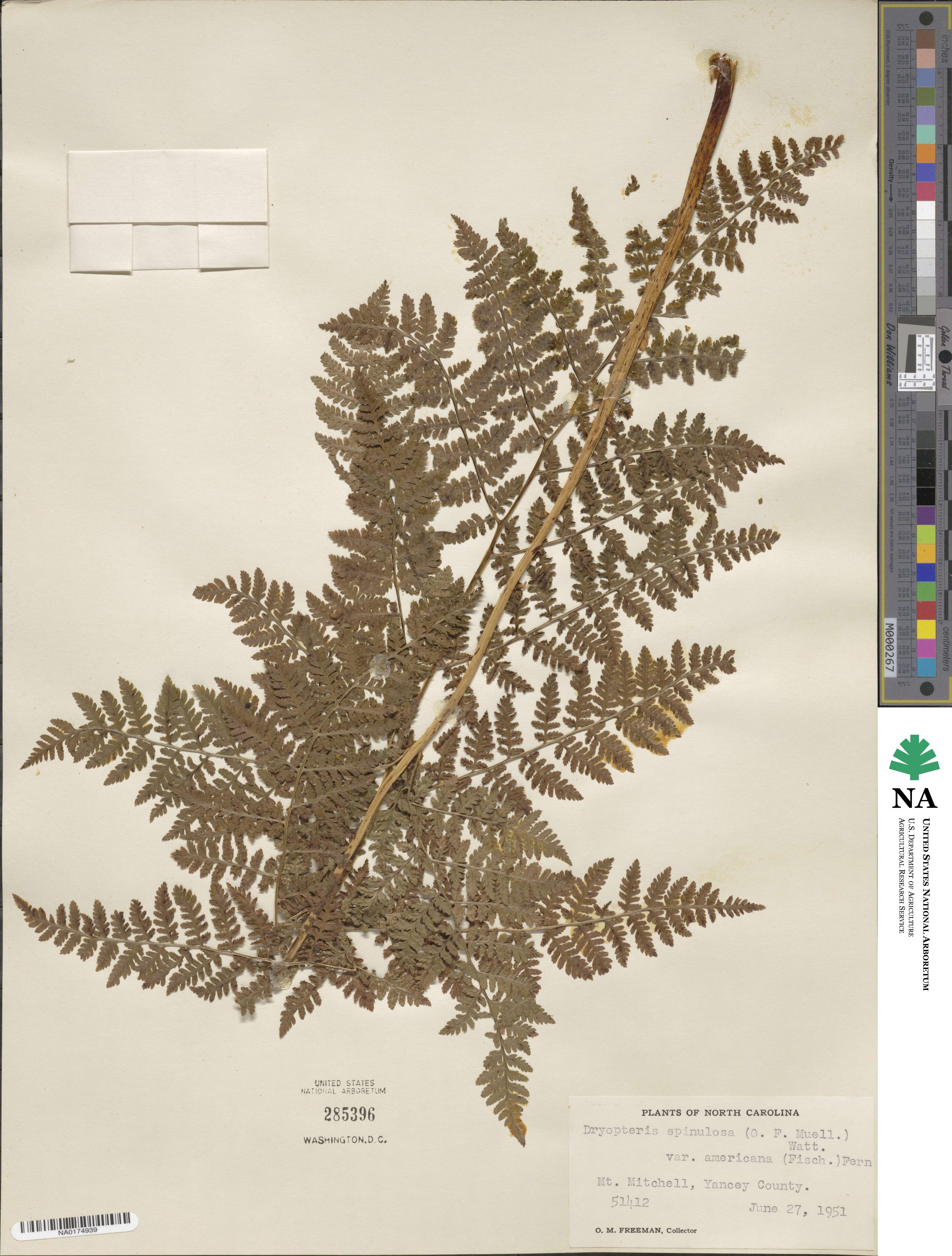 Dryopteris campyloptera image