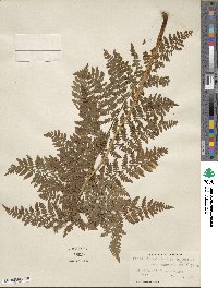 Dryopteris campyloptera image