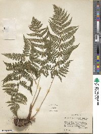 Dryopteris campyloptera image