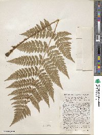 Dryopteris campyloptera image