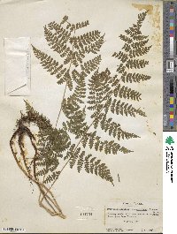 Dryopteris campyloptera image