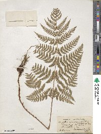 Dryopteris dilatata subsp. dilatata image