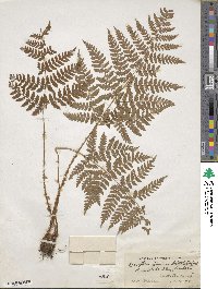 Dryopteris dilatata image