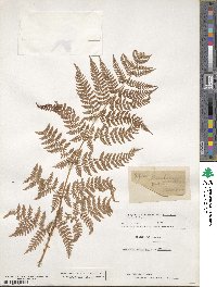 Dryopteris dilatata image