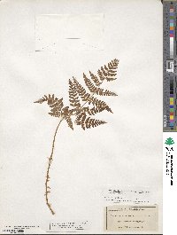 Dryopteris dilatata image