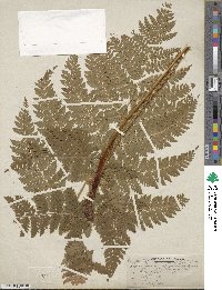 Dryopteris dilatata image