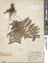 Dryopteris intermedia image