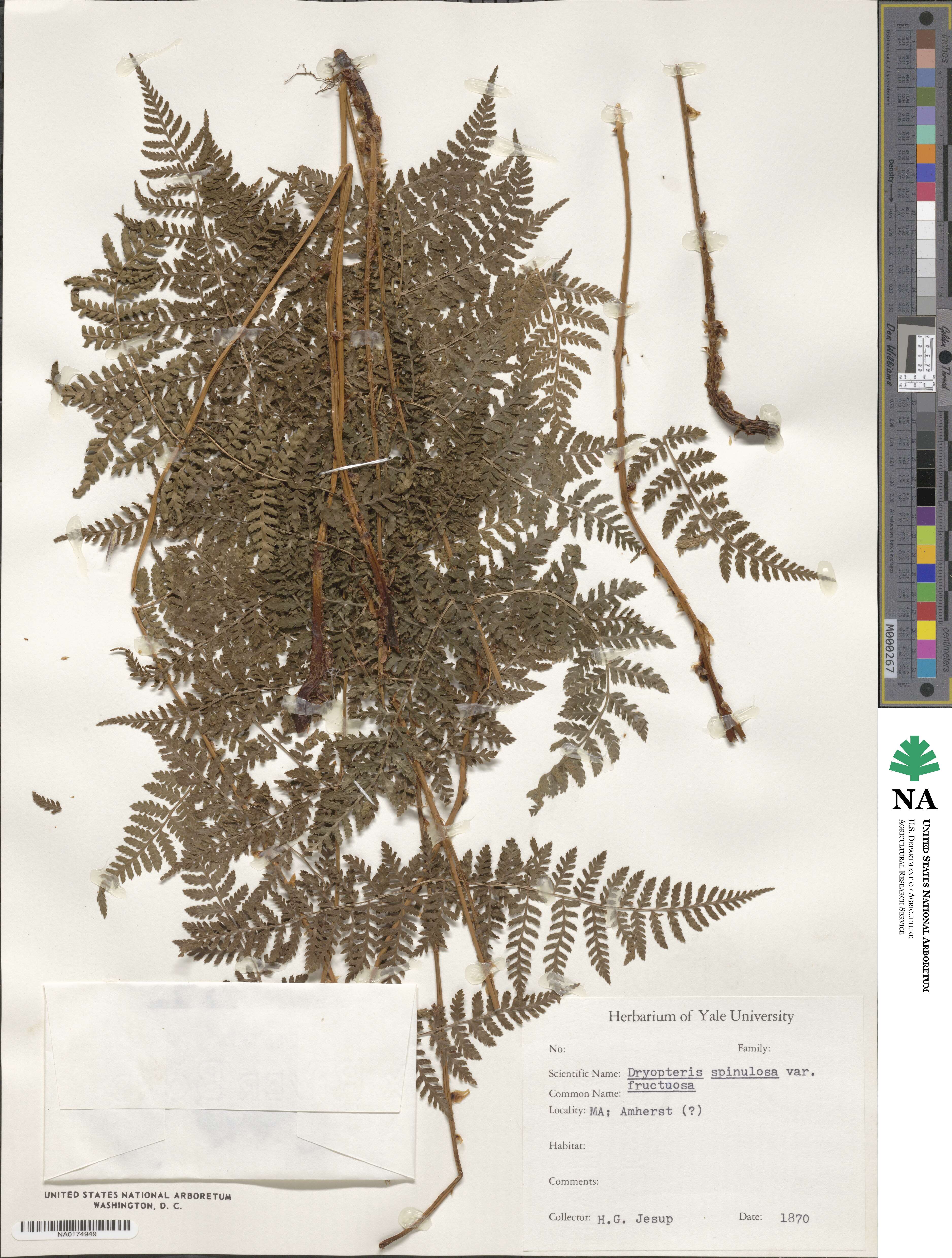 Dryopteris ×triploidea image