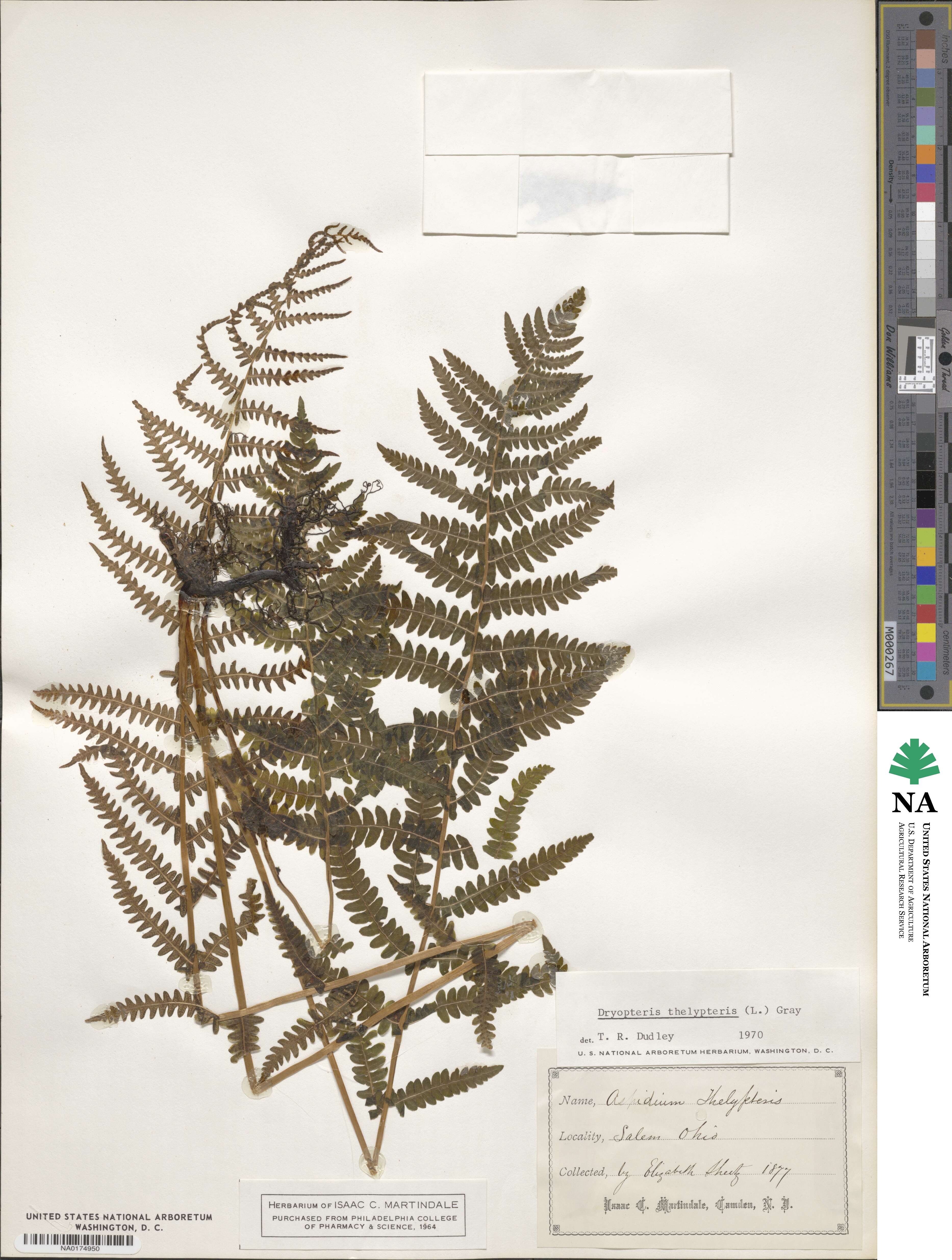 Thelypteris palustris subsp. palustris image