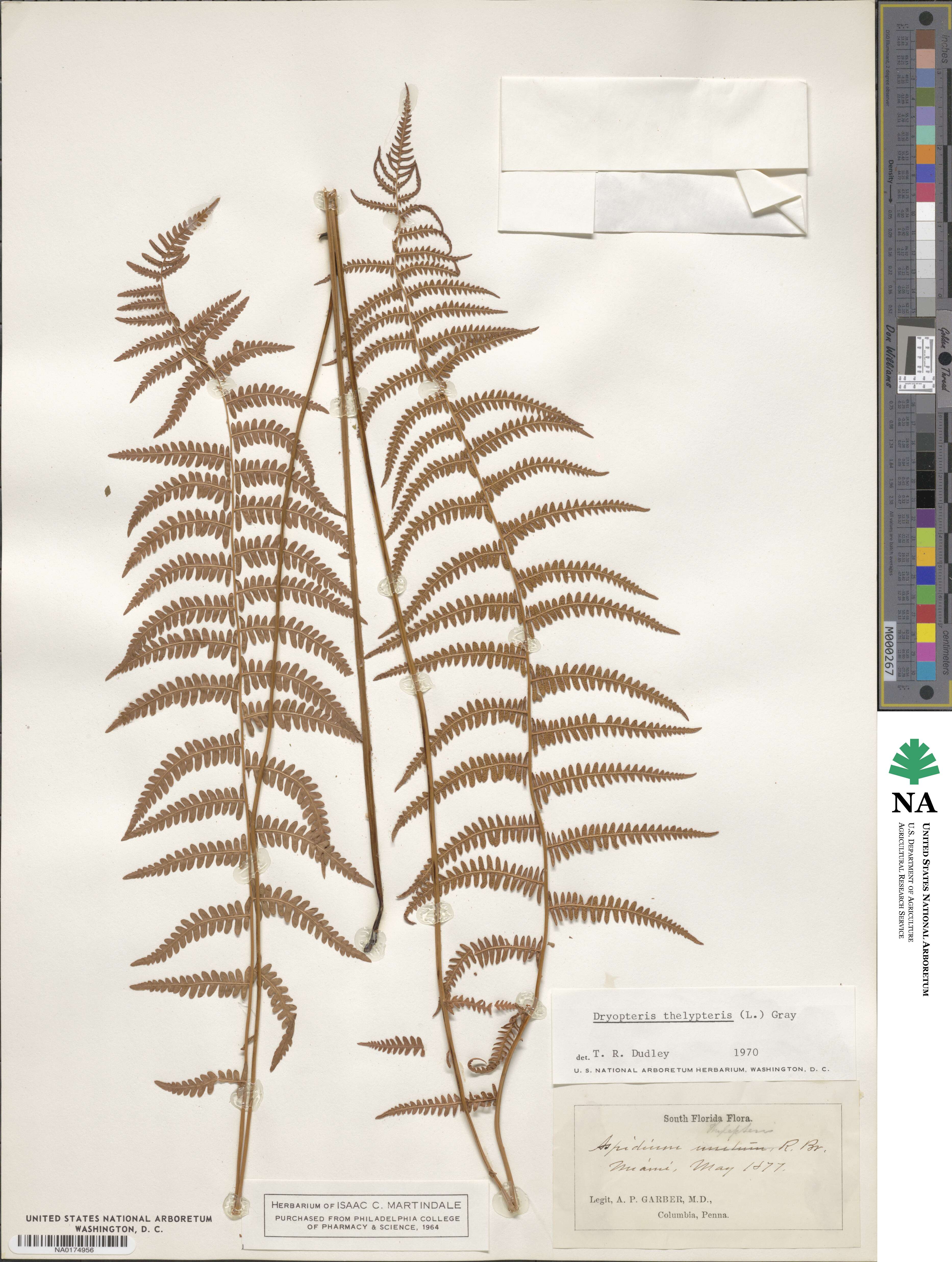 Thelypteris palustris image