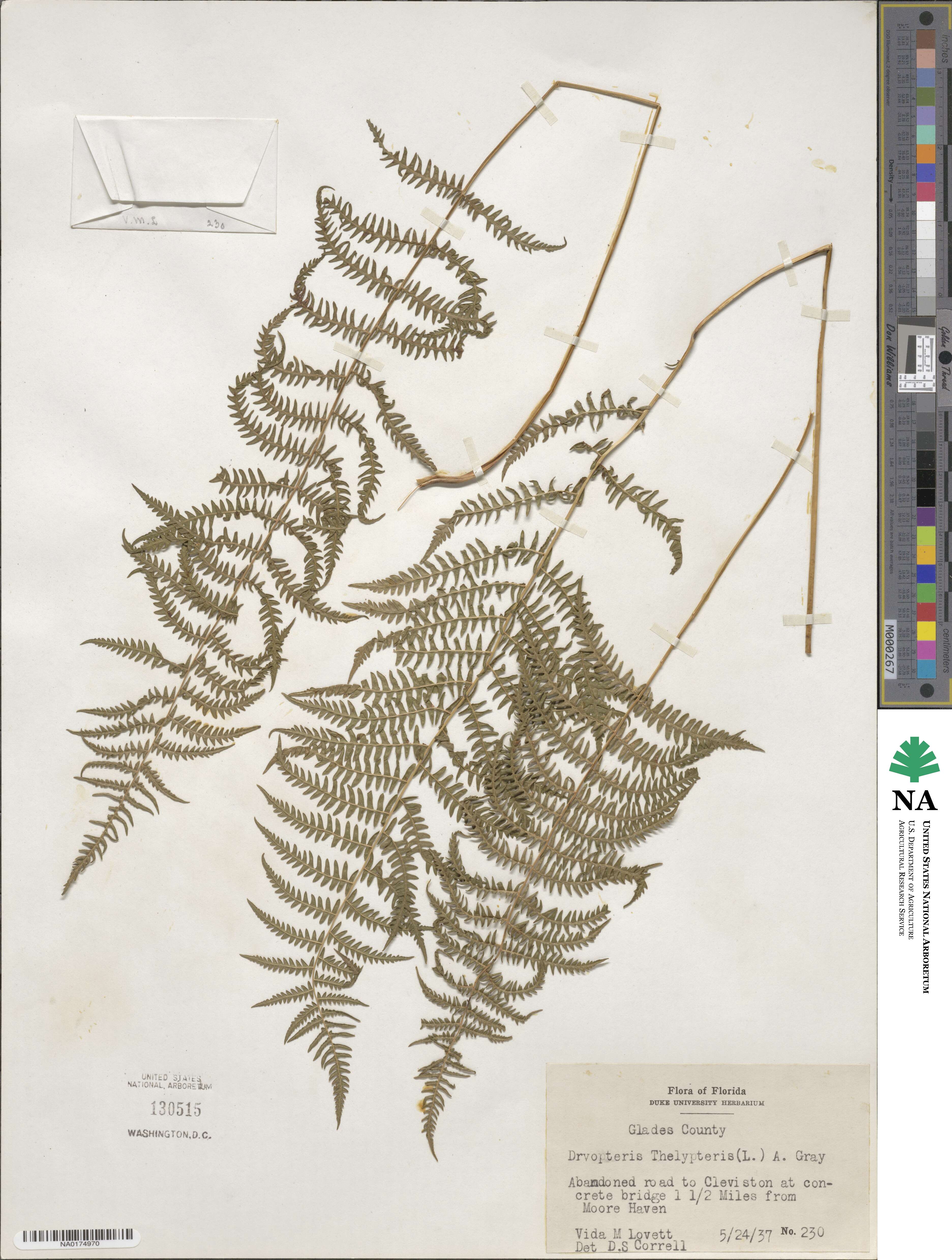 Thelypteris palustris subsp. palustris image