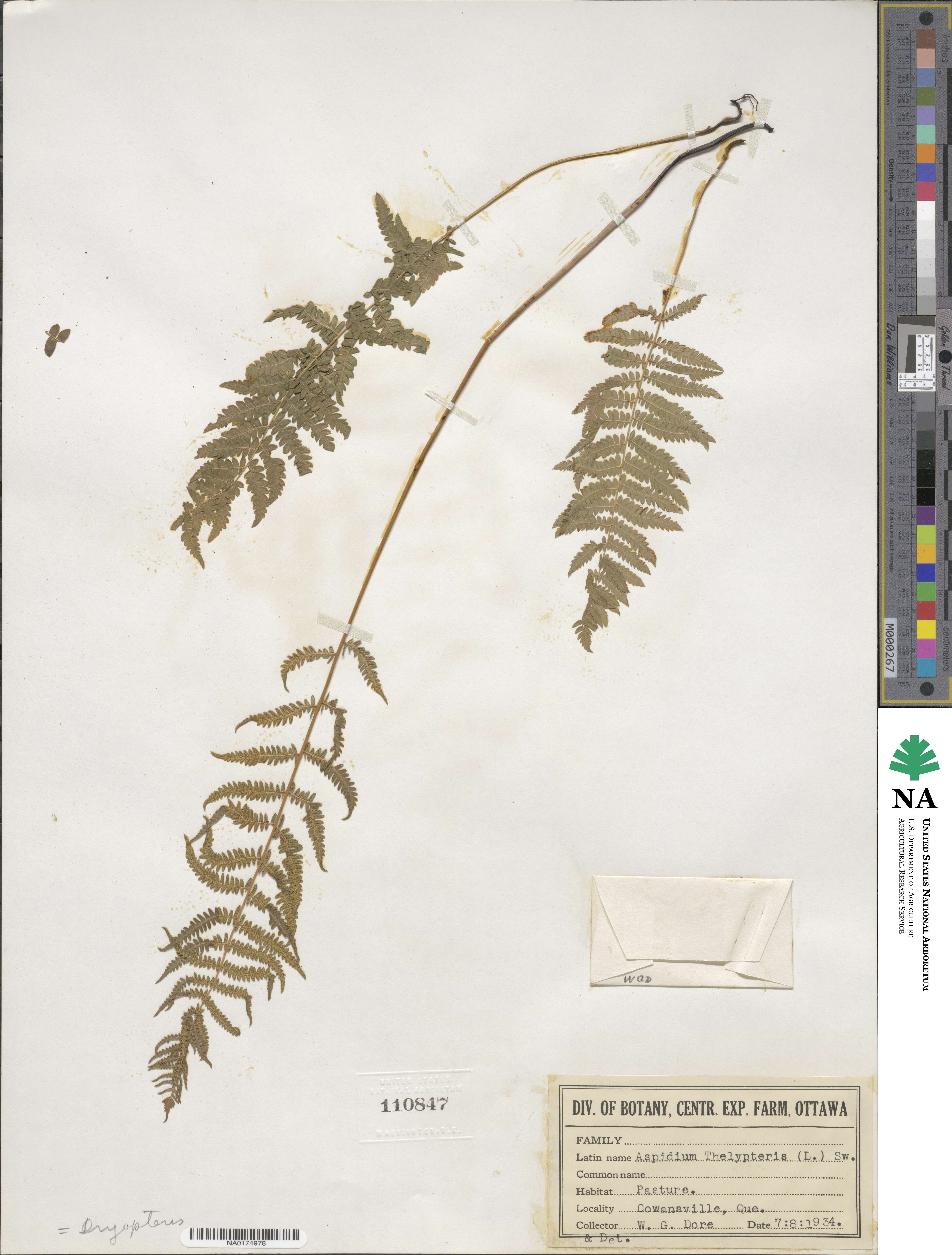 Thelypteris palustris subsp. palustris image