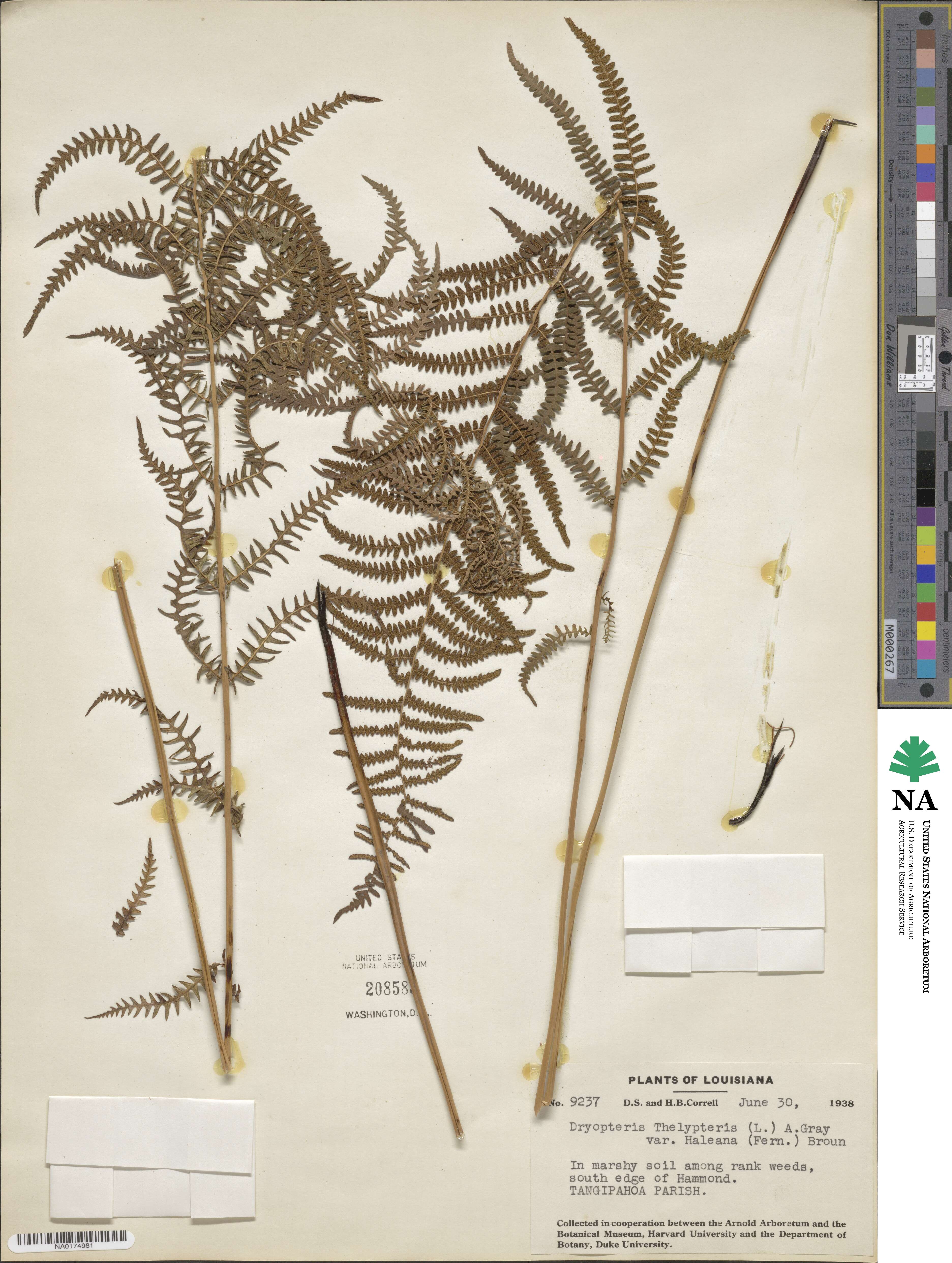 Thelypteris palustris subsp. pubescens image
