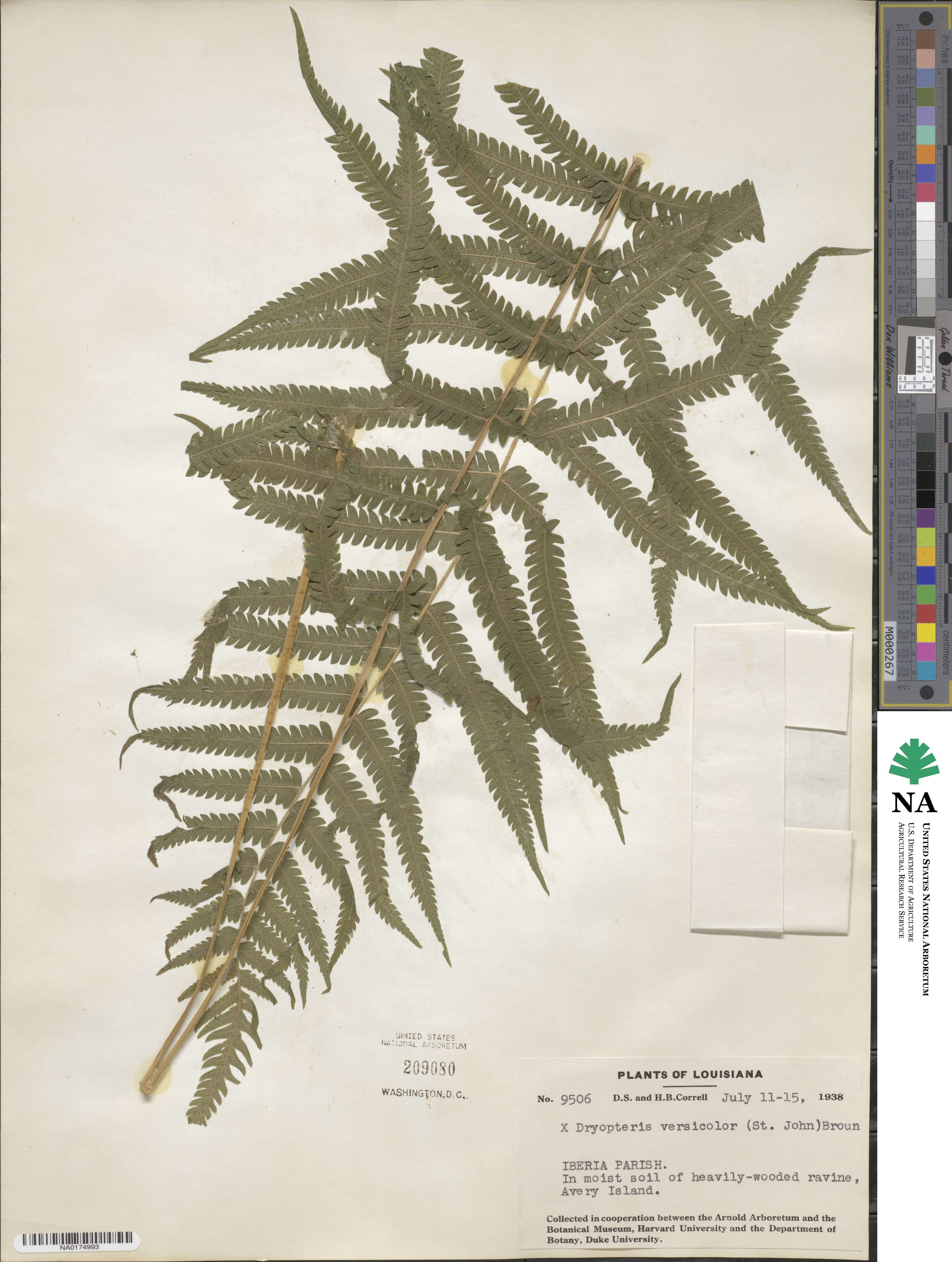 Christella hispidula image