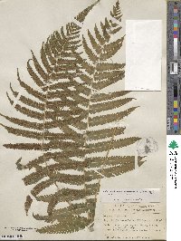Christella dentata image
