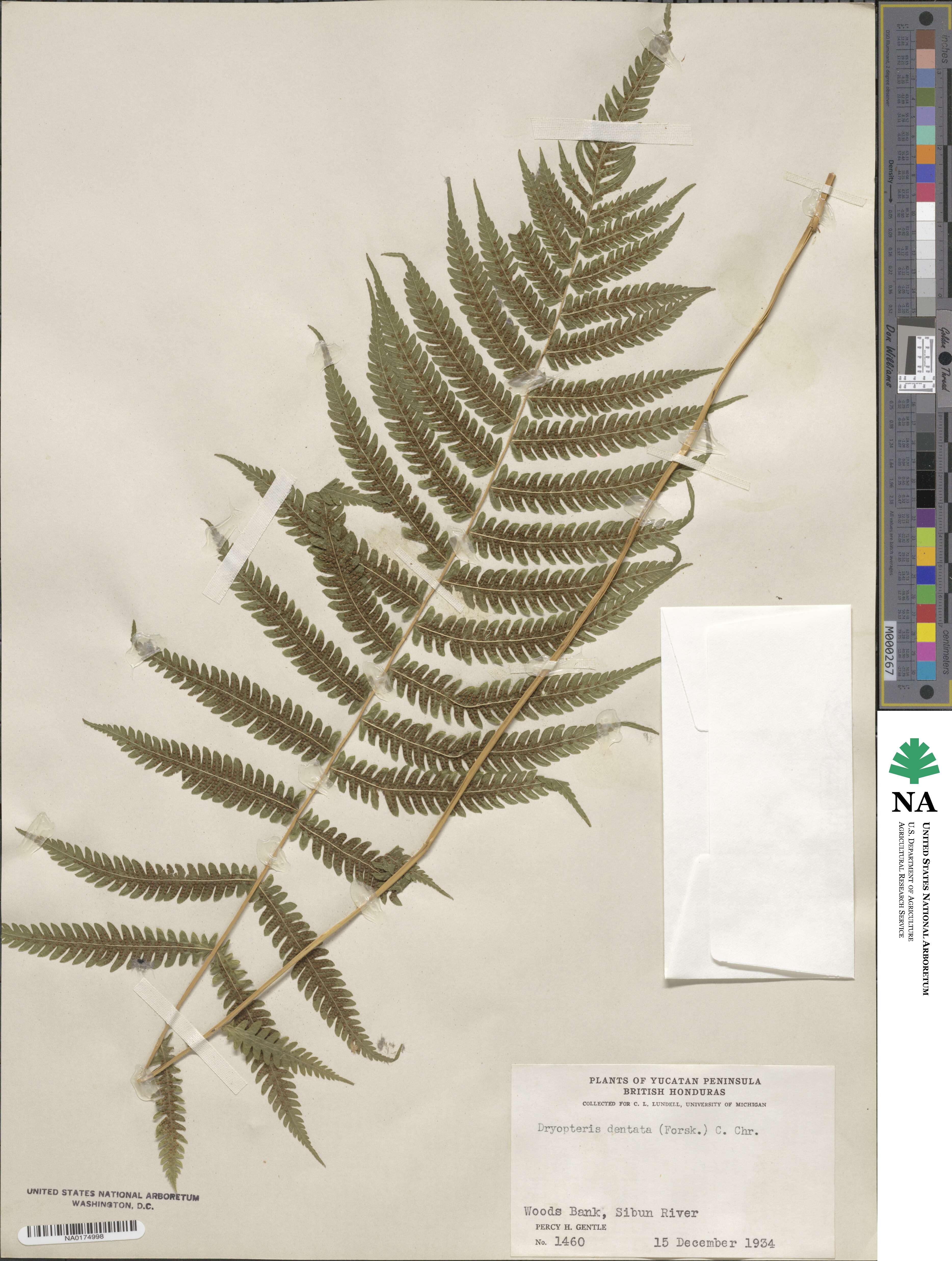 Christella dentata image