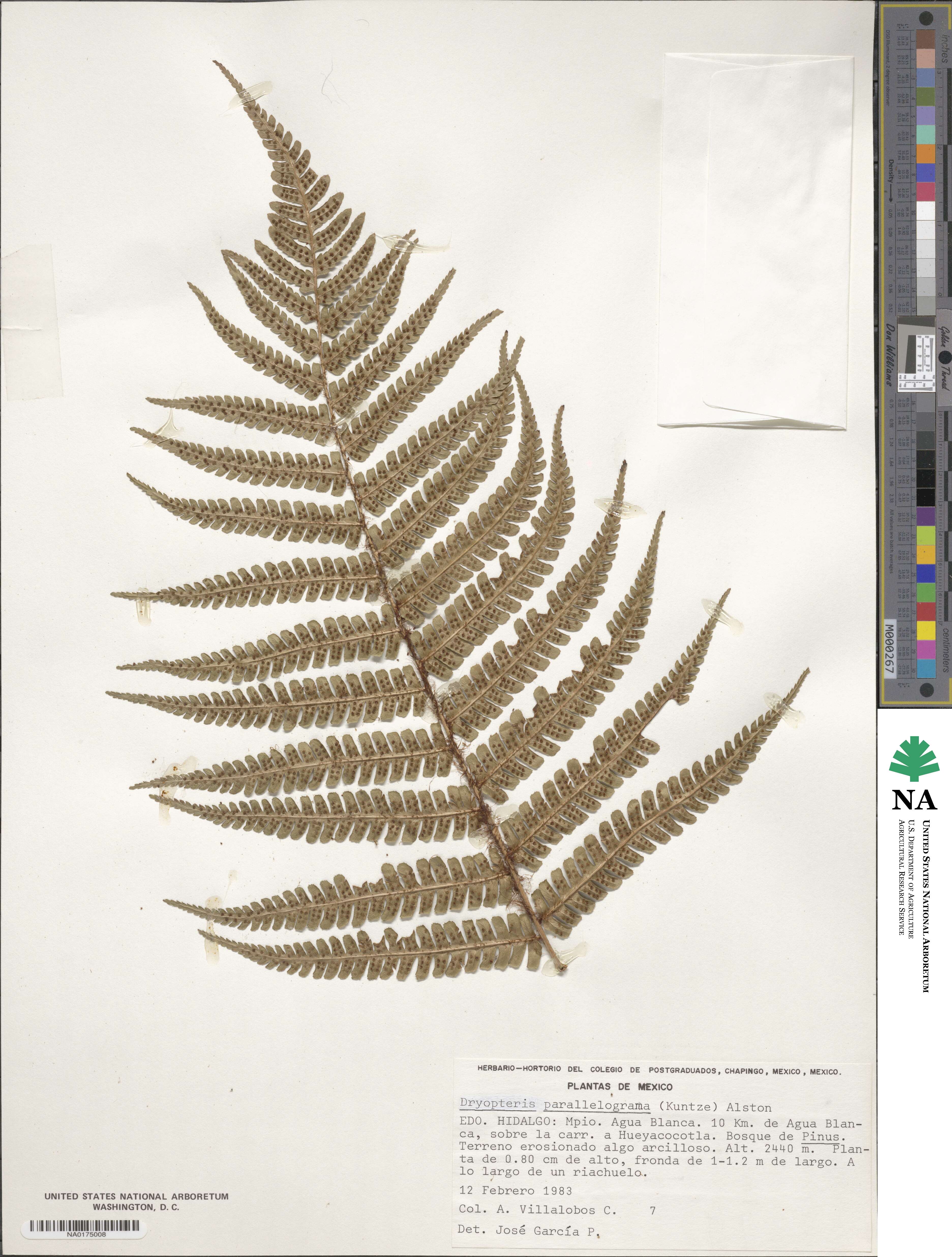 Dryopteris wallichiana image